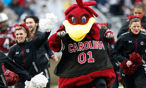 Cocky running out onto William's Brice Stadium