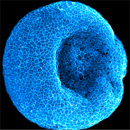 Hui Chen Lab Profile Image