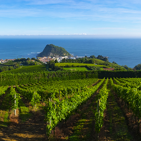 Vineyards and wine production with the Cantabrian sea in the background, Getaria Spain