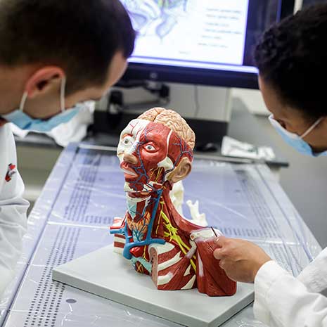 A doctor shows a medical student the striations in the shoulder muscle of a simulated patient.