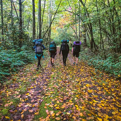 Four hikers walking on leave-strewn path.