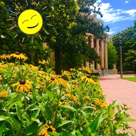 Sunny days at McKissick Museum 