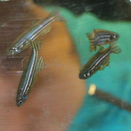 zebrafish