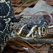 Eastern diamondback rattlesnake